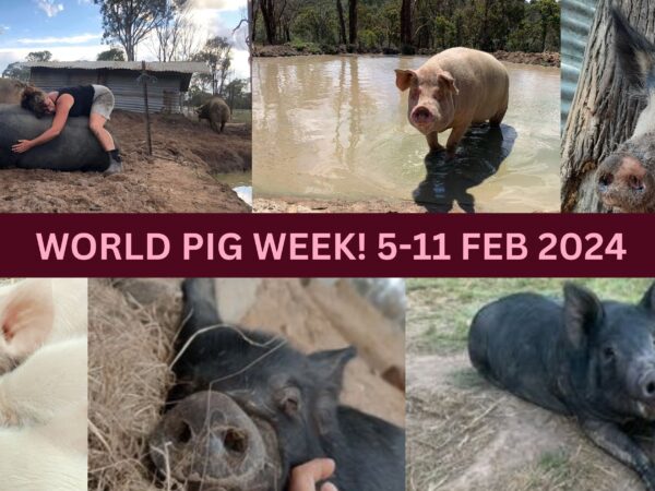World Pig Week 2024!