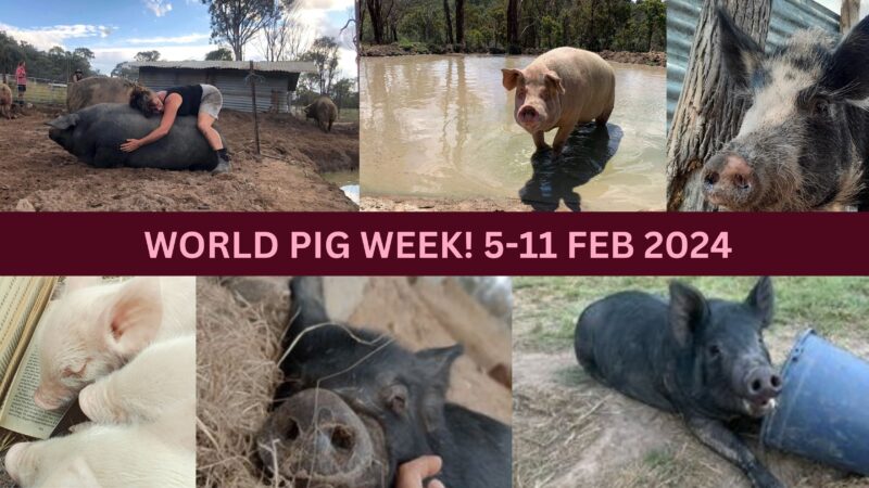 World Pig Week 2024!