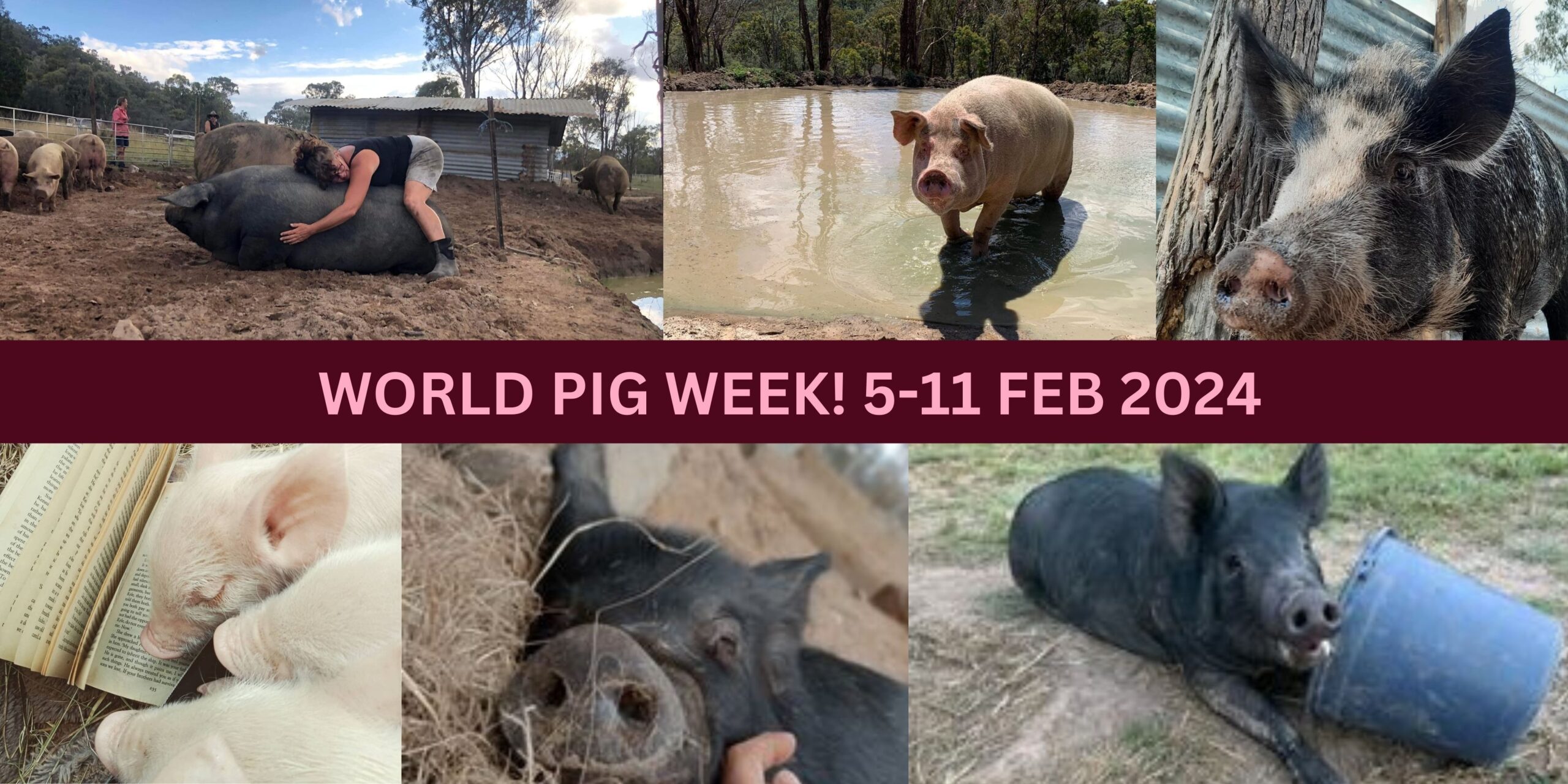 World Pig Week 2024 Contented Pig Inn Rescue Sanctuary   Celebrating WORLD PIG WEEK 5 11 FEB 2024 Scaled 