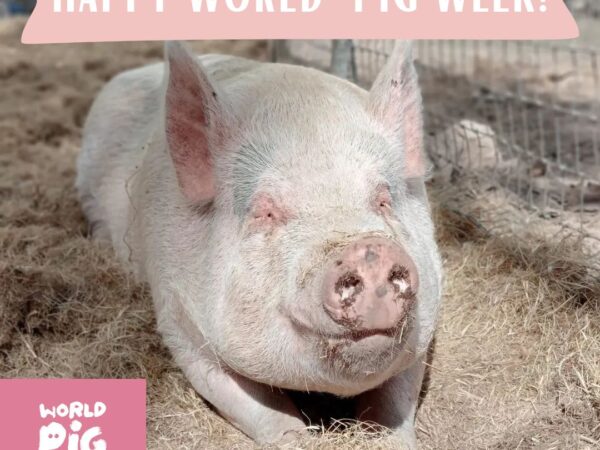 Happy World Pig Week