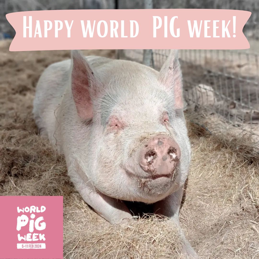 Happy World Pig Week - Contented Pig Inn Rescue Sanctuary